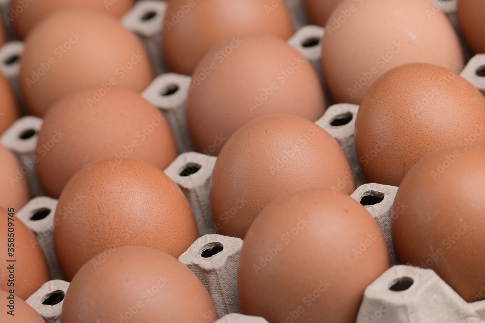 fresh organic egg in paper panel of consume industry fresh organic egg in paper panel of consume industry