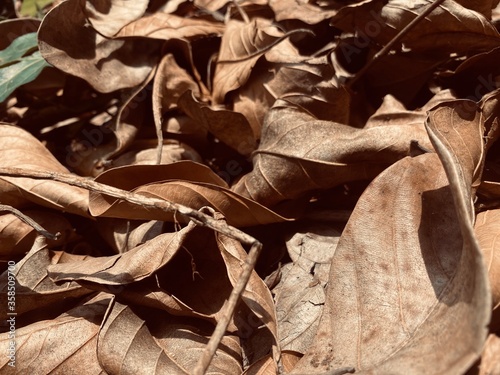 Retro look of Dry leaves