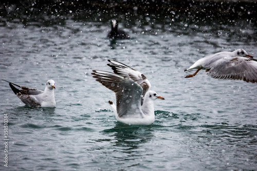 Sea gulls on the water in winter. © Irida
