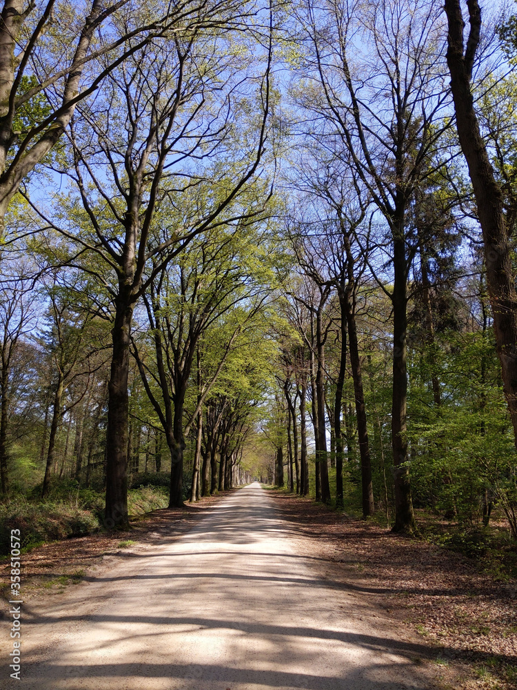 Road through the forest around Medler during spring Road through the forest around Medler during spring