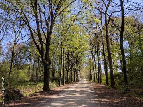 Road through the forest around Medler during spring