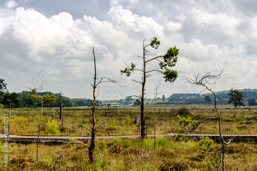 View across the marshes photo