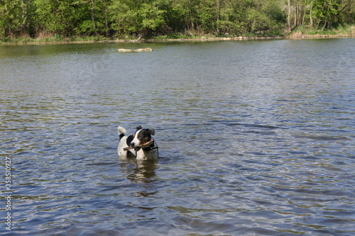 dog in the water