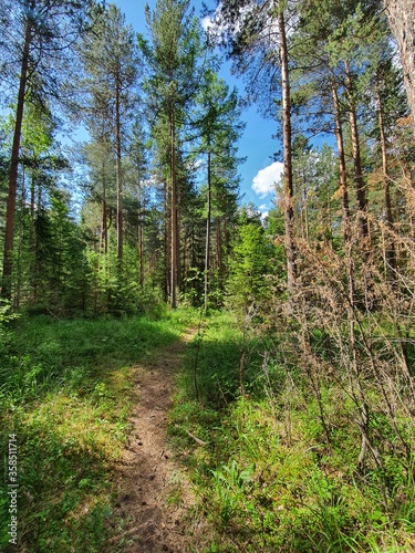 path in the forest. coniferous forest in sunny weather with a blue sky