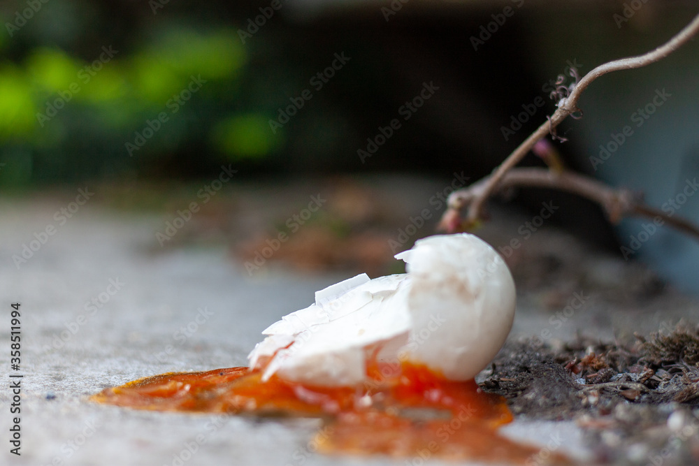 Cracked wild egg yolk 