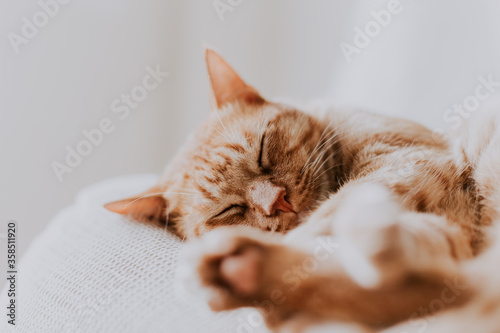 Gato naranja durmiendo sobre sofá ronroneando enseñando las patas photo