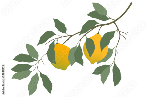 A lemon tree branch with two yellow lemons and green leaves isolated on a white background. Illustration of a lemon plant drawn tropical citrus branch with fruit. realistic lemon on a branch.