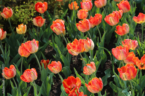 Beautiful bright tulips in the sunlight