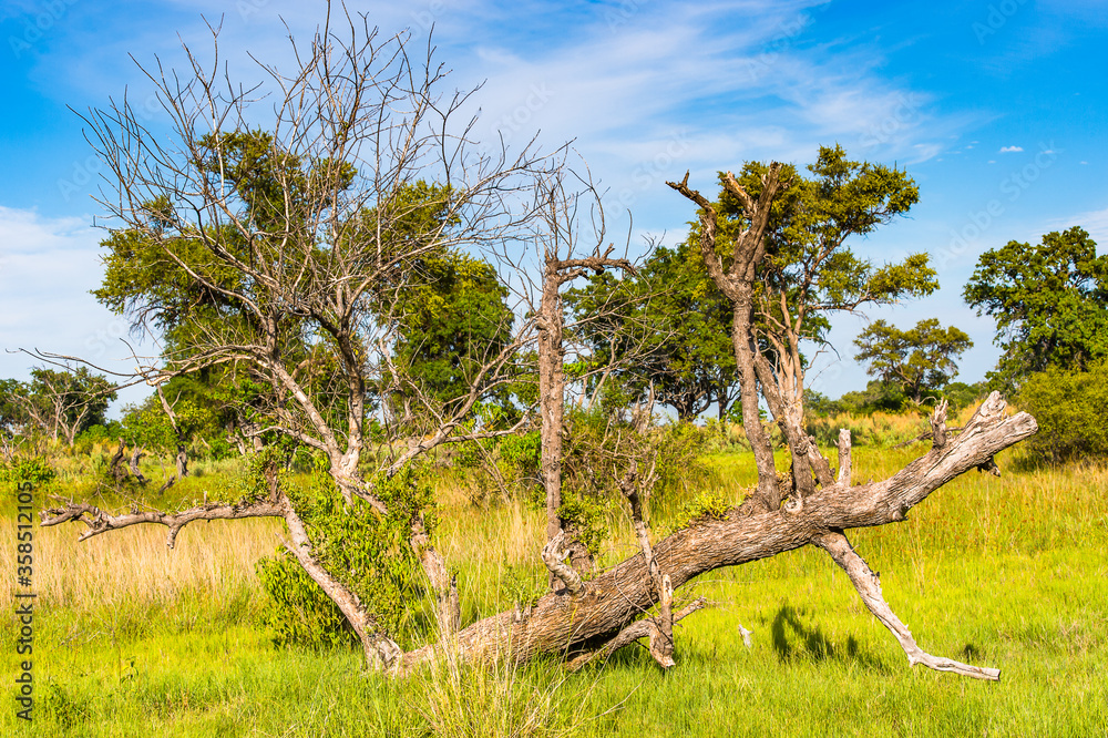 It's Tree at the Okavango Delta (Okavango Grassland), One of the Seven Natural Wonders of Africa, Botswana It's Tree at the Okavango Delta (Okavango Grassland), One of the Seven Natural Wonders of Africa, Botswana