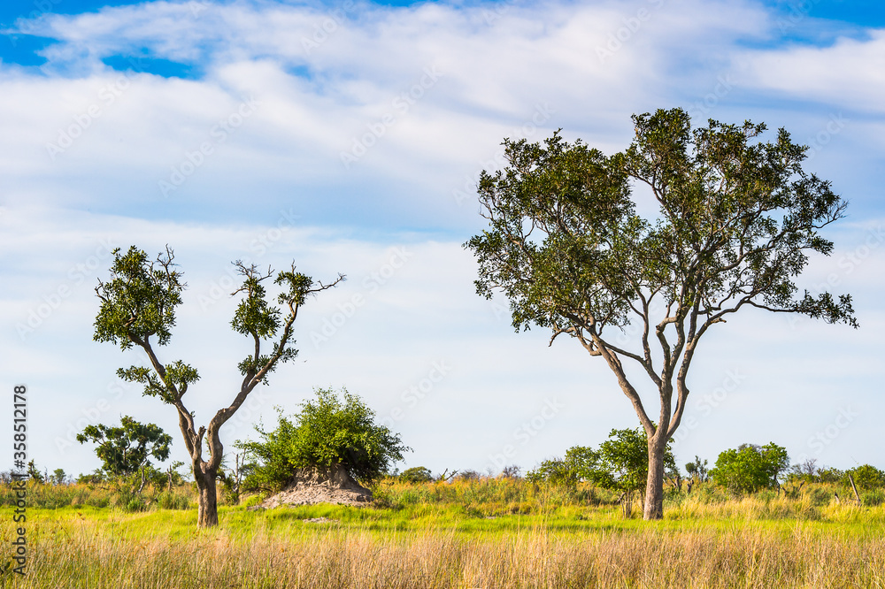 It's Tree at the Okavango Delta (Okavango Grassland), One of the Seven Natural Wonders of Africa, Botswana