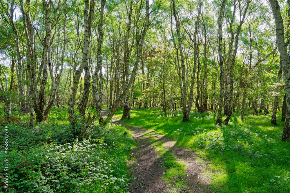 Tall, thin Silver Birch trees line a winding woodland footpath in the morning sunlght Tall, thin Silver Birch trees line a winding woodland footpath in the morning sunlght