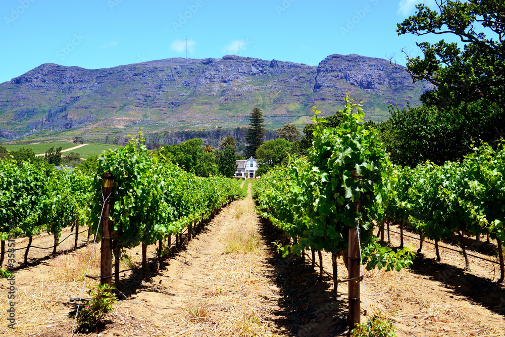 Weinanbau in Südafrika 