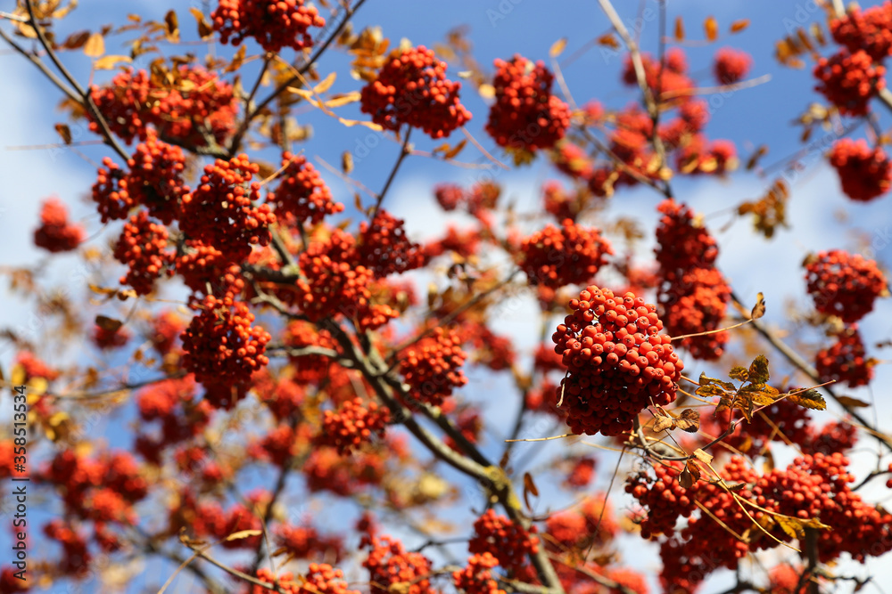 Branches of autumn mountain ash or rowan with bright red berries Branches of autumn mountain ash or rowan with bright red berries