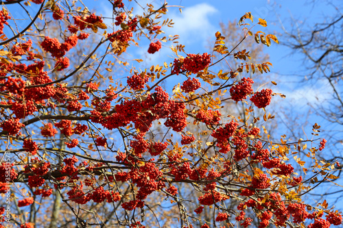 Branches of autumn mountain ash or rowan with bright red berries