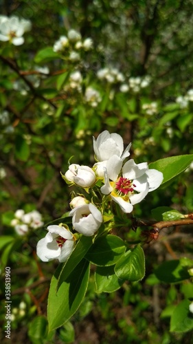 apple tree blossom