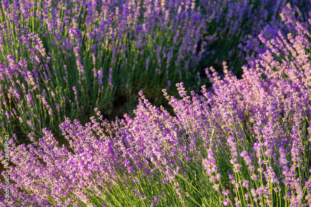 Lavender flowers with sunlight in morning