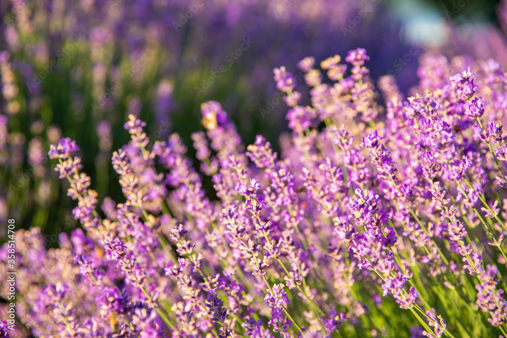 Obraz premium Lavender flowers with sunlight in morning