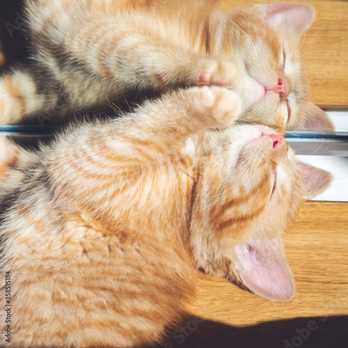 Cute little red kitten is enjoying itself and is sleeping near mirror and on the hot sun spot during summer day