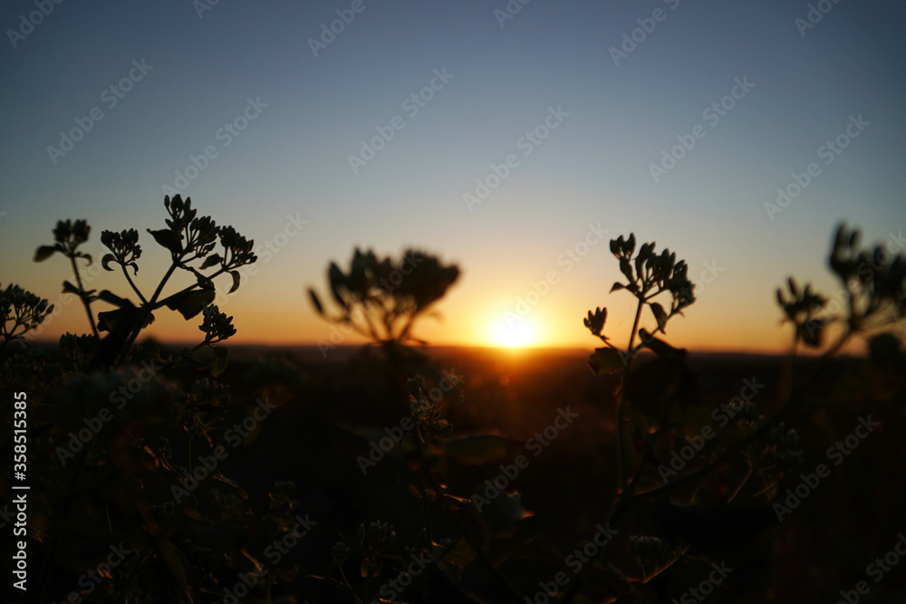 Silhouette of small plants on a sunset background