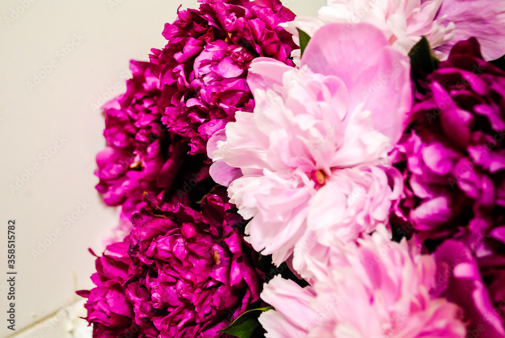 Pink and white peonies close-up Pink and white peonies close-up