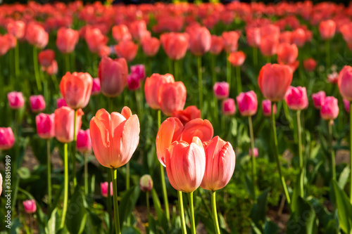 At the end of may  tulips bloomed brightly in the courtyards of Kronstadt.