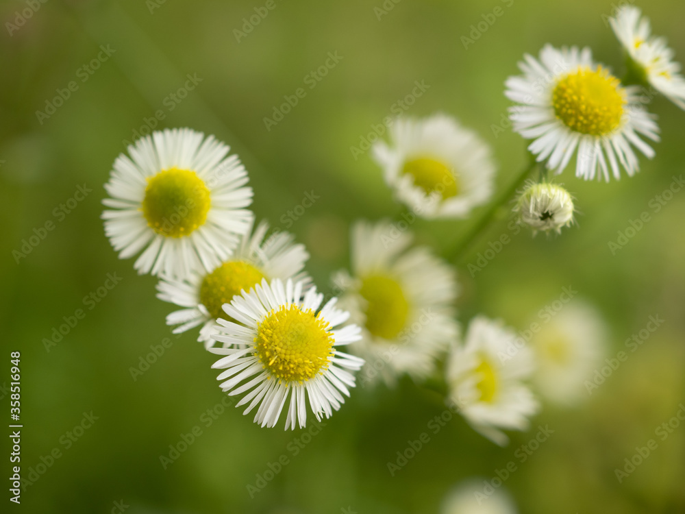 Fototapeta premium ヒメジョオンの花々
