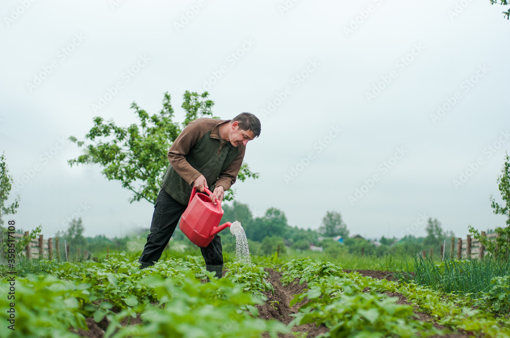 A Gardener pouring his Raised salad bed. happy senior with watering can and dahlia flowers blooming at summer garden A Gardener pouring his Raised salad bed. happy senior with watering can and dahlia flowers blooming at summer garden