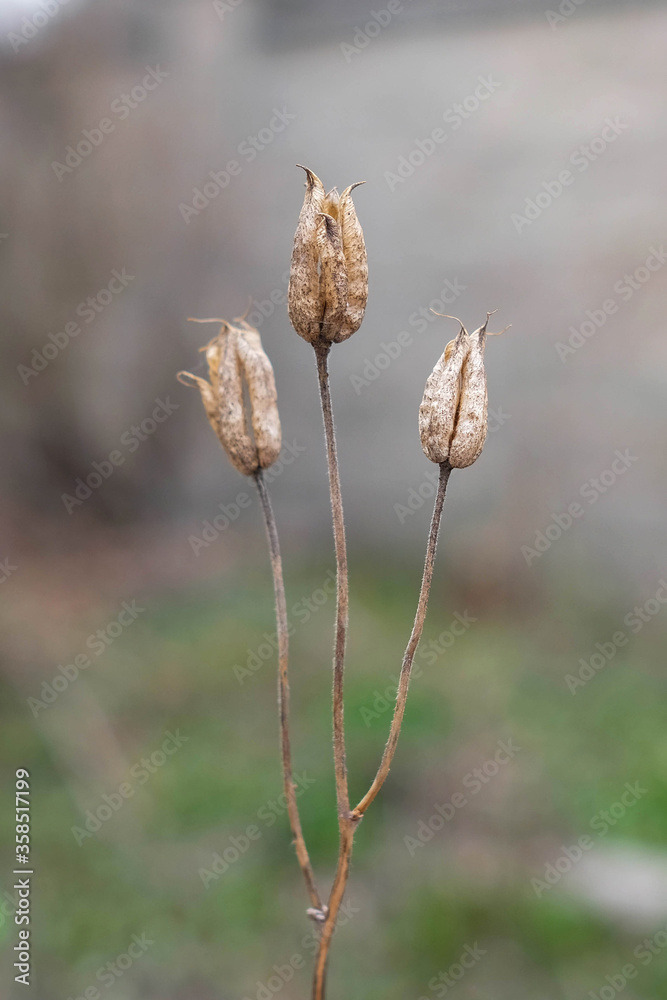 Dry Aquilegia. Catchment seeds. Thin grass, blurred background Dry Aquilegia. Catchment seeds. Thin grass, blurred background