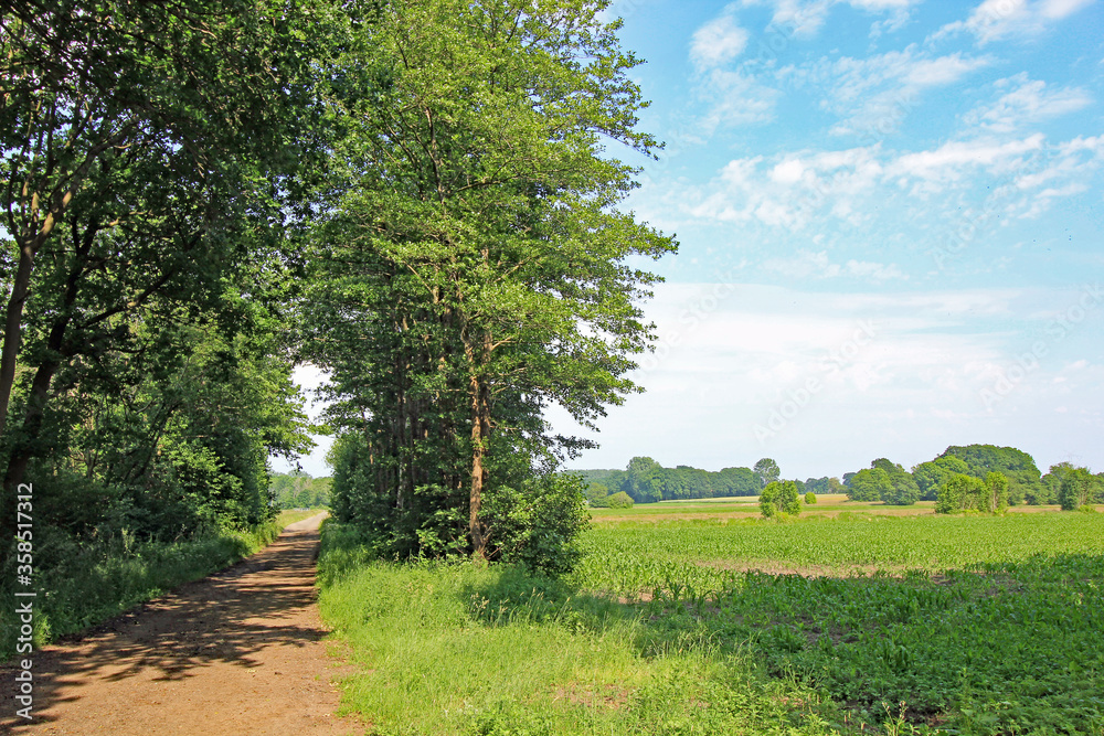 Am Kehdinger Moor (Niedersachsen)