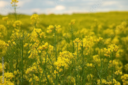 .bright beautiful endless blooming field of yellow rape under a bright blue sky with small white clouds on a sunny spring day