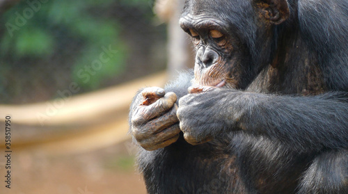 Fototapeta Naklejka Na Ścianę i Meble -  a chimpanzee eats peanuts, looks like he's enjoying his food. his gestures are very similar to human beings. It is located in the middle of the rainforest in the Tacugama Sanctuary, Sierra Leone