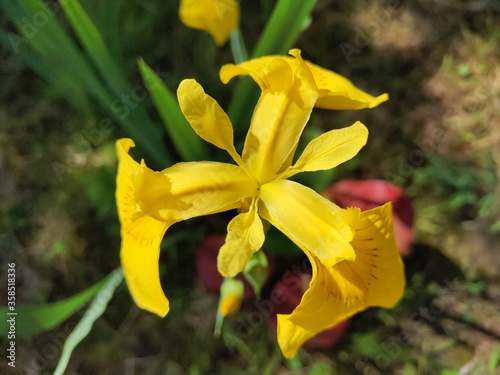 yellow irises in the summer park
