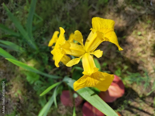 yellow irises in the summer park