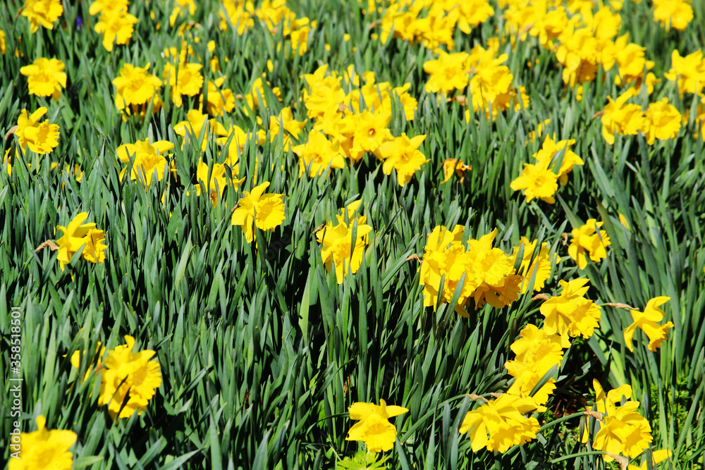 A field of blooming daffodil flowers in spring A field of blooming daffodil flowers in spring