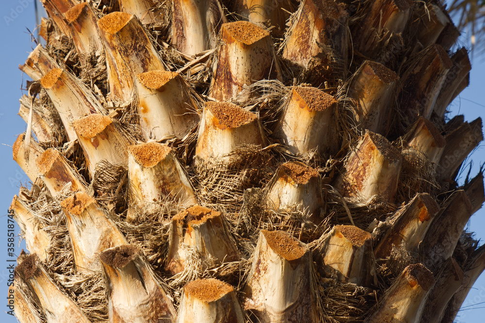 Date Palm (Phoenix canariensis)