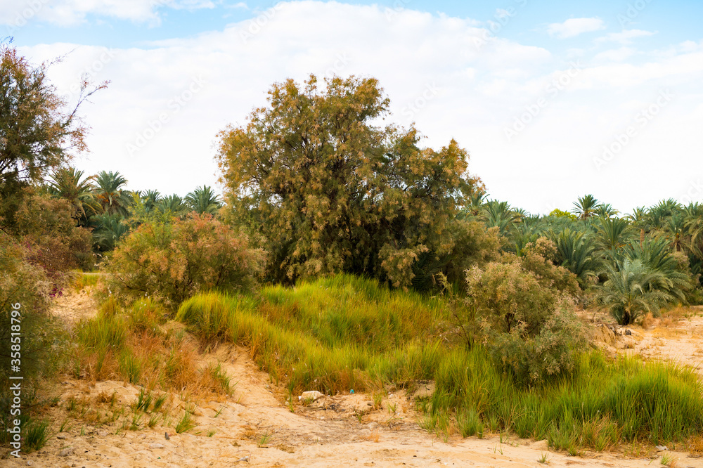 It's Trees in the Bahariya Oasis in EGypt It's Trees in the Bahariya Oasis in EGypt