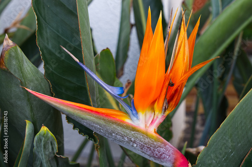 Bird of Paradise flower (Strelitzia)