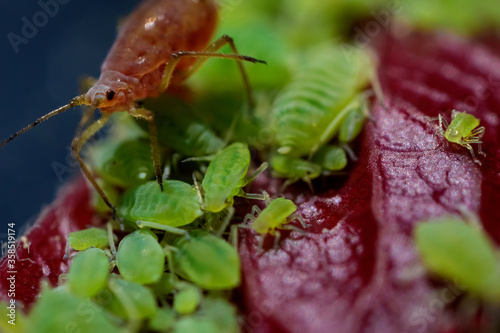 .aphid insect living in the garden on roses and bushes in summer. extra mega macro fivefold increase, very close portrait of aphids photo