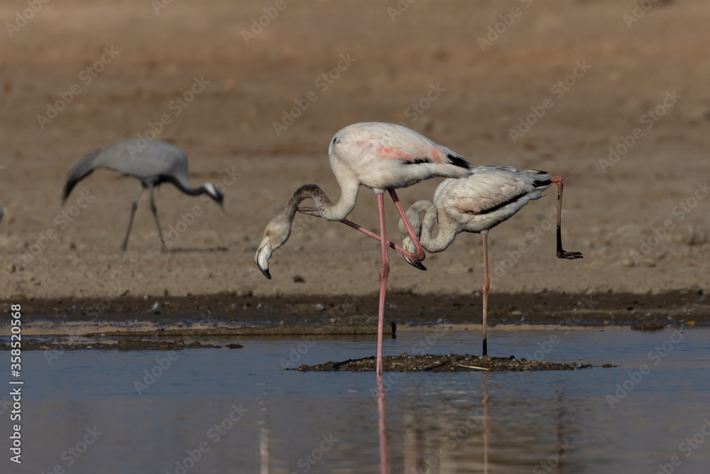 Obraz premium Two greater flamingos displaying and practicing their dancing skills with a demoiselle crane in the background at Jodhpur Rajasthan India on 9 February 2019 