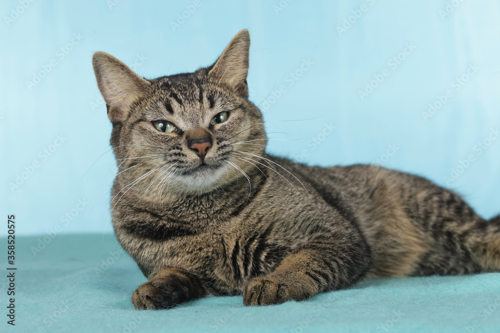 Obraz premium Brown cat lying on blanket