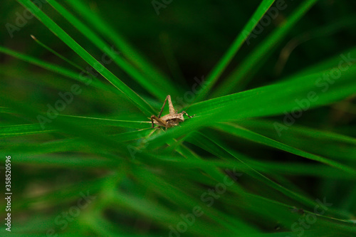 dragonfly on a leaf © RAGHU