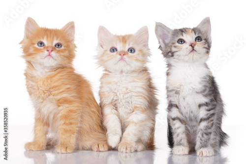 Fototapeta Naklejka Na Ścianę i Meble -  Three cute kitten on white