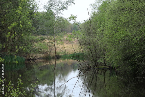 river in the forest
