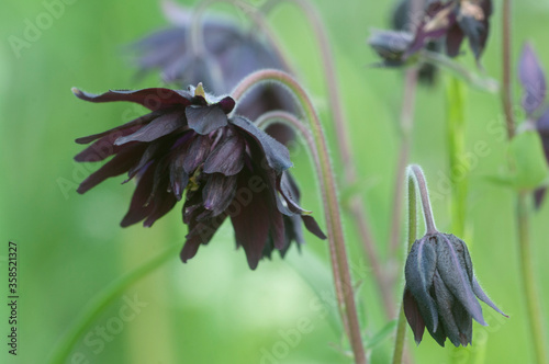 Aquilegia hybrid (Black Barlow) flower