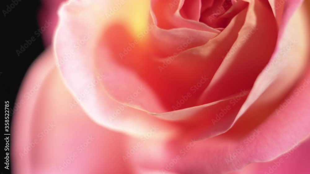 Tender pink rose on a black background, macro, dolly shot. Tender pink rose on a black background, macro, dolly shot.