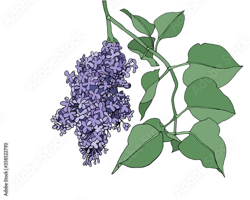 Hand drawn color vector illustration of a lilac branch with leaves. On a white background