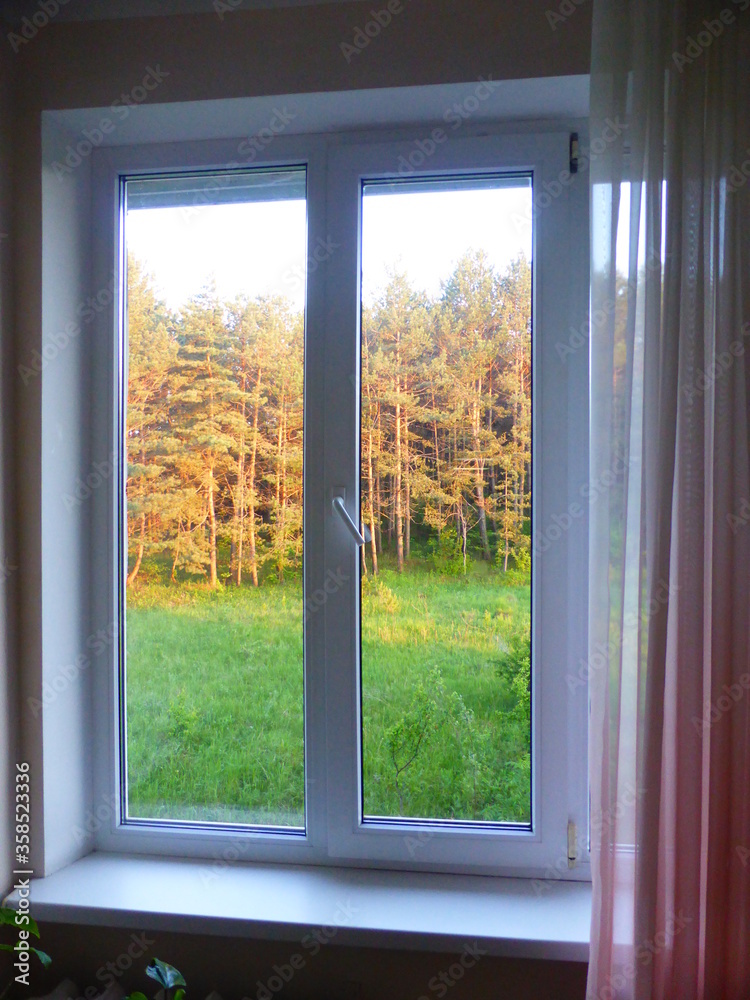 View from the window of a pine grove View from the window of a pine grove