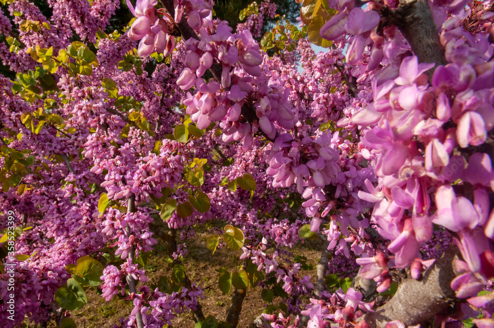 Close-up of the Beautiful pink flowers of the Judas-Tree (Cercis siliquastrum)
