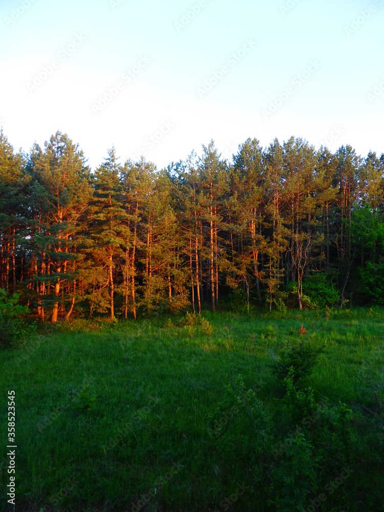 Fototapeta premium View from the window of a pine grove