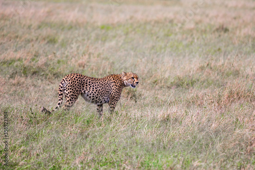 The family of cheetahs walks in the grass